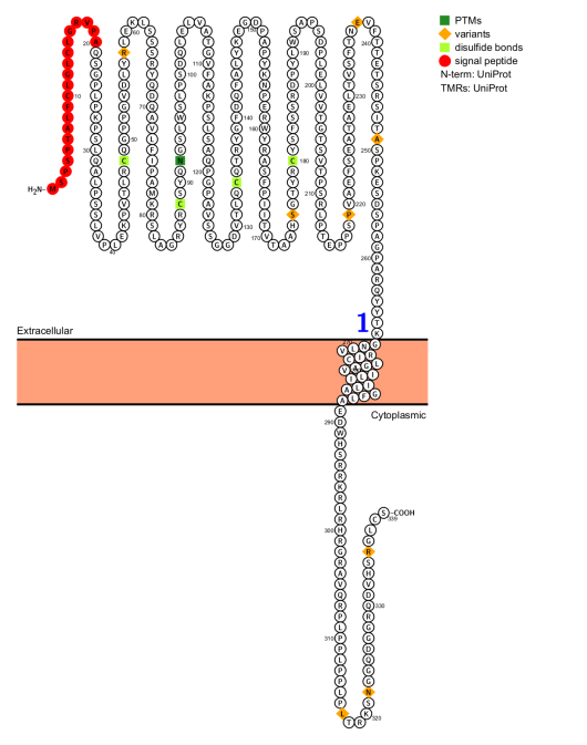 The platelet glycoprotein GP6