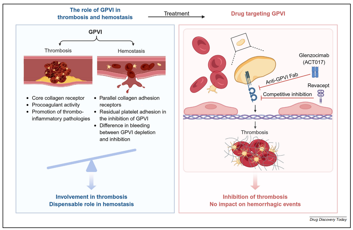 The platelet glycoprotein GP6