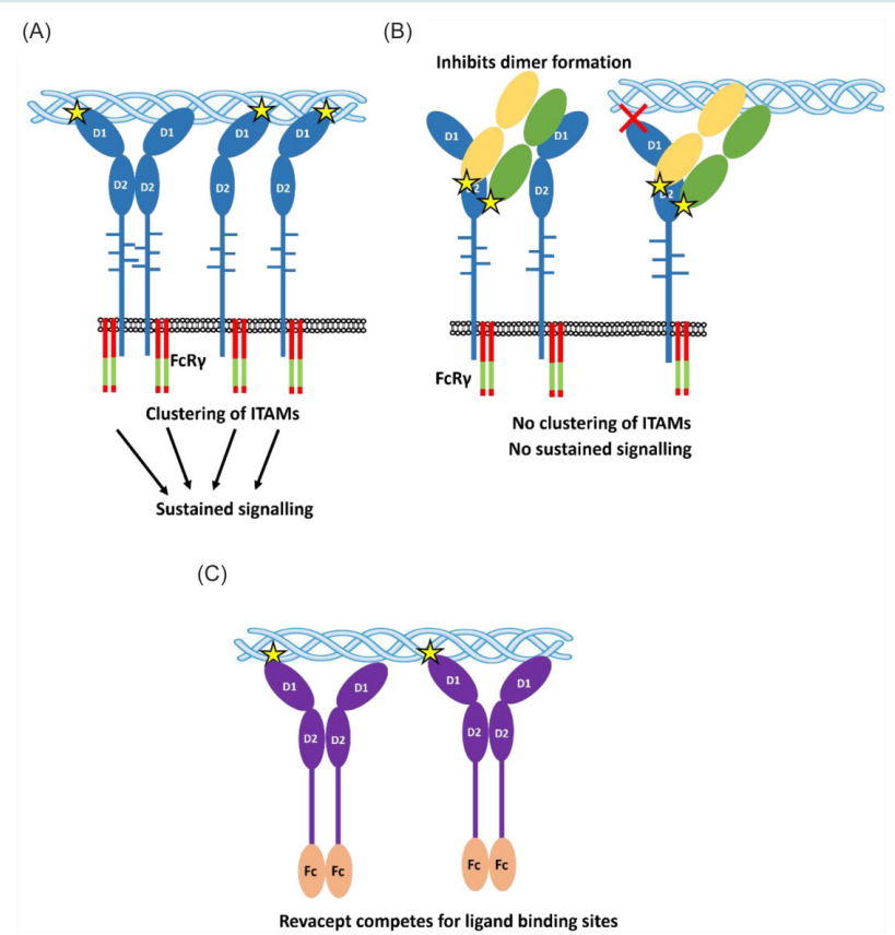 The platelet glycoprotein GP6