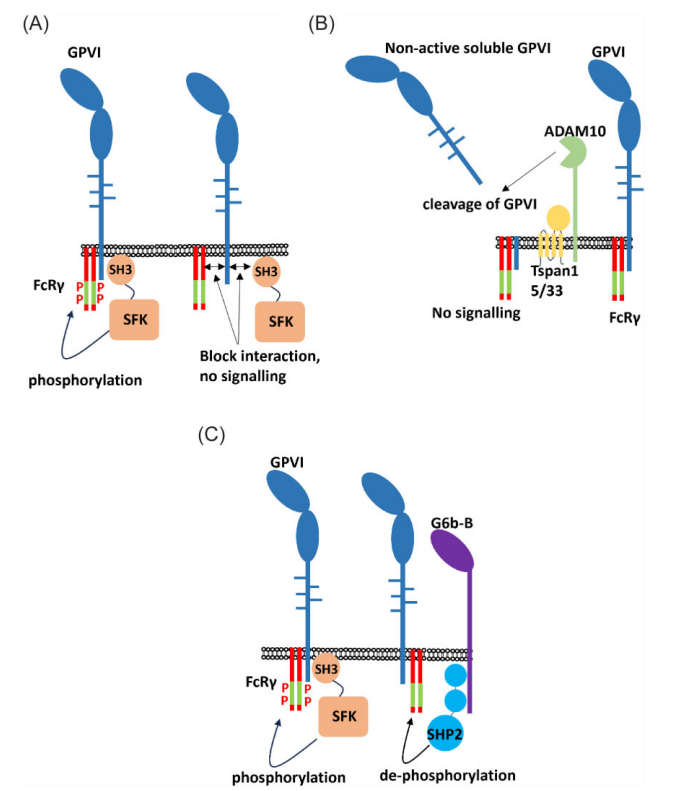 The platelet glycoprotein GP6