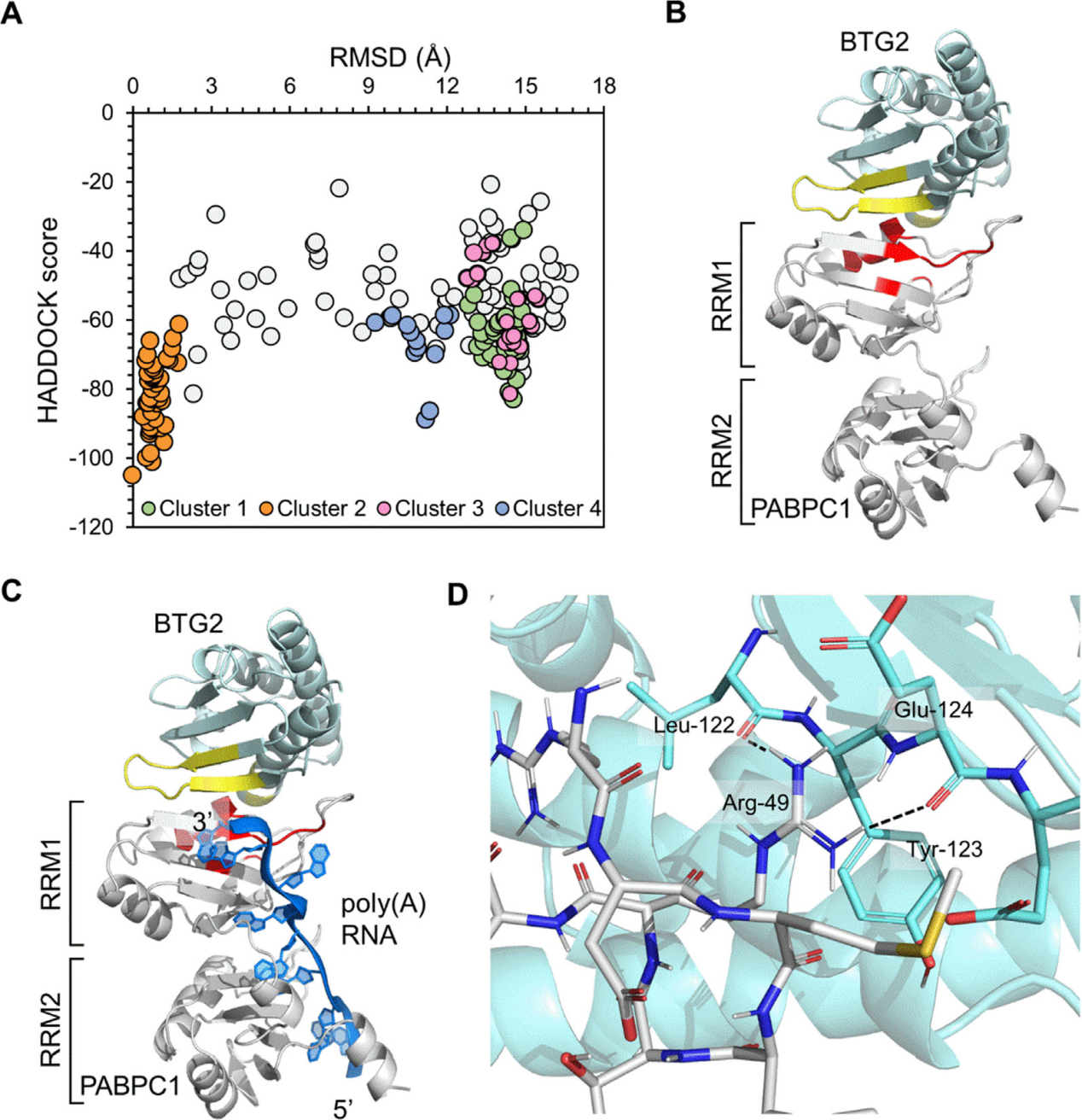The polyadenylate binding protein PABPC1 The polyadenylate binding protein PABPC1