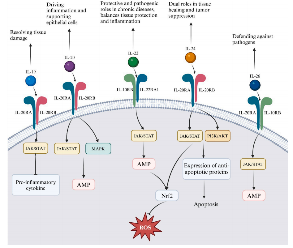The proinflammatory cytokine IL20 The proinflammatory cytokine IL20