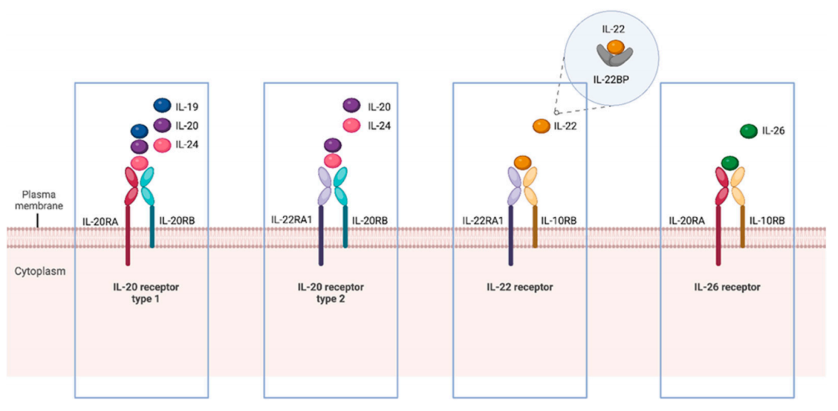 The proinflammatory cytokine IL20 The proinflammatory cytokine IL20