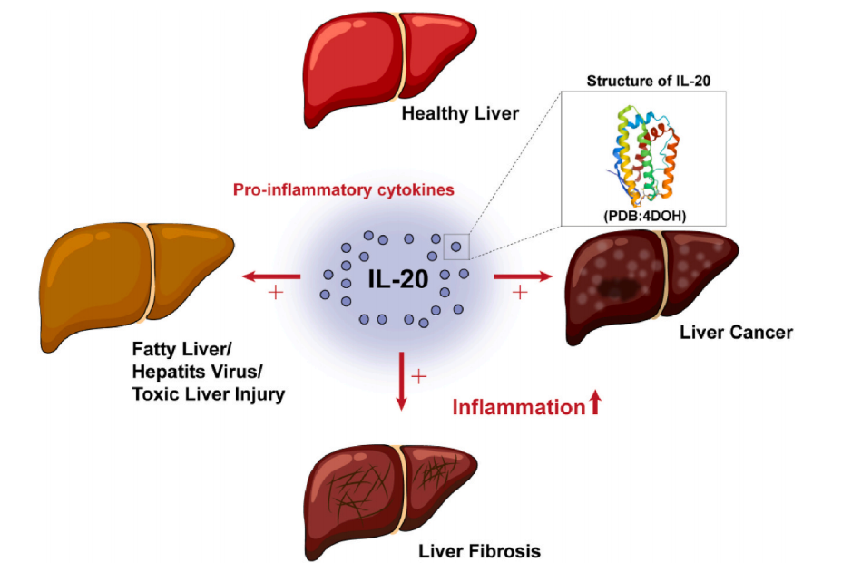 The proinflammatory cytokine IL20 The proinflammatory cytokine IL20