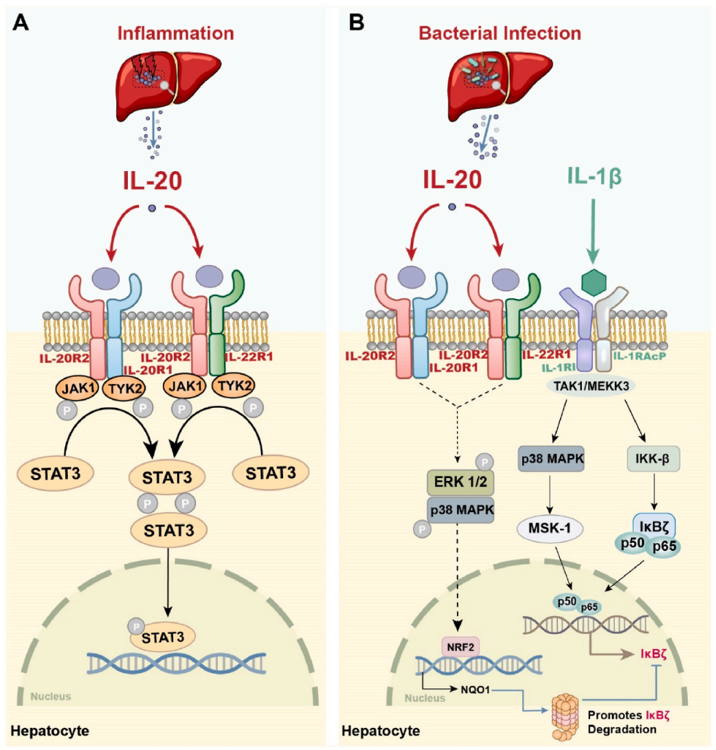 The proinflammatory cytokine IL20 The proinflammatory cytokine IL20