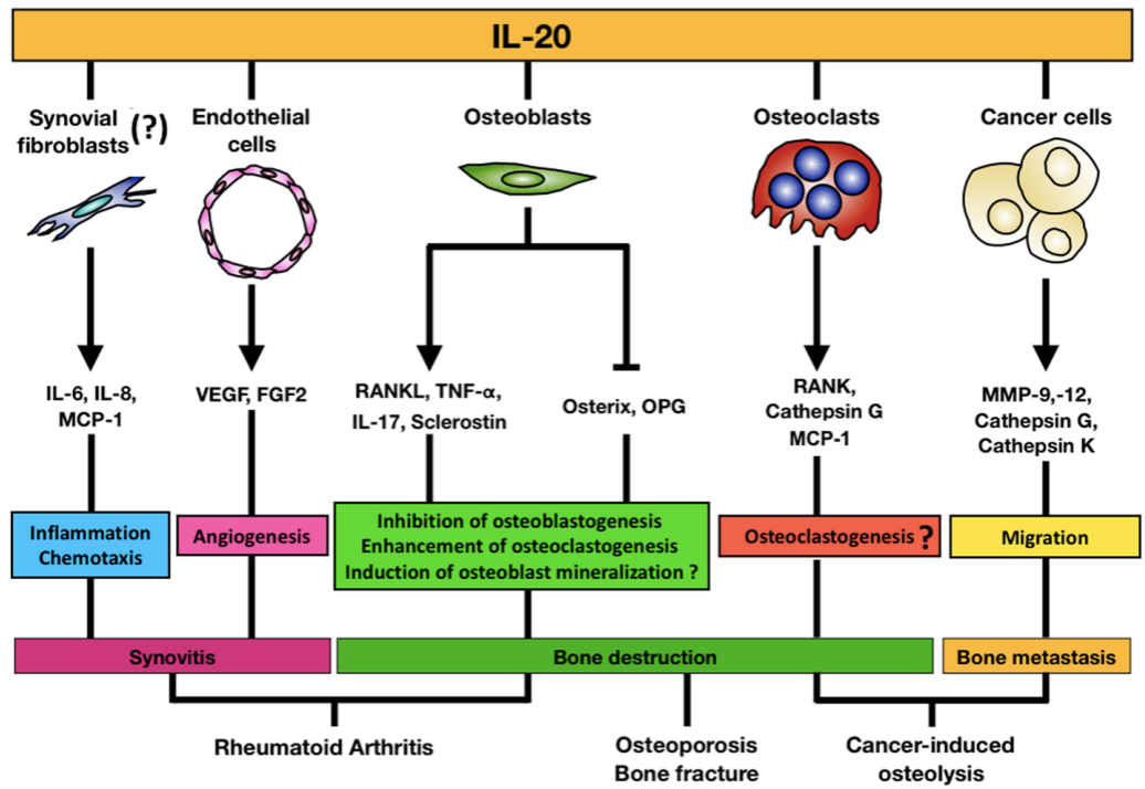 The proinflammatory cytokine IL20 The proinflammatory cytokine IL20