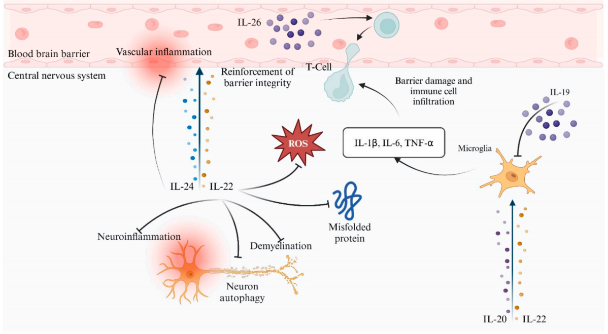 The proinflammatory cytokine IL20 The proinflammatory cytokine IL20
