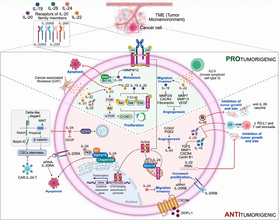 The proinflammatory cytokine IL20 The proinflammatory cytokine IL20