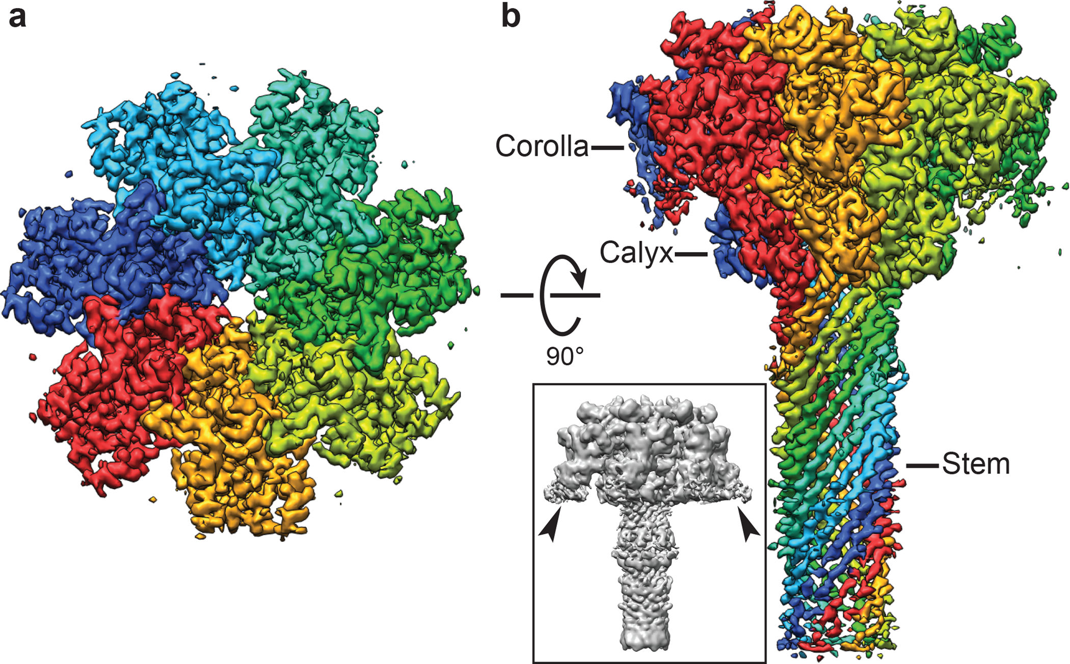 The protective antigen PA The protective antigen PA