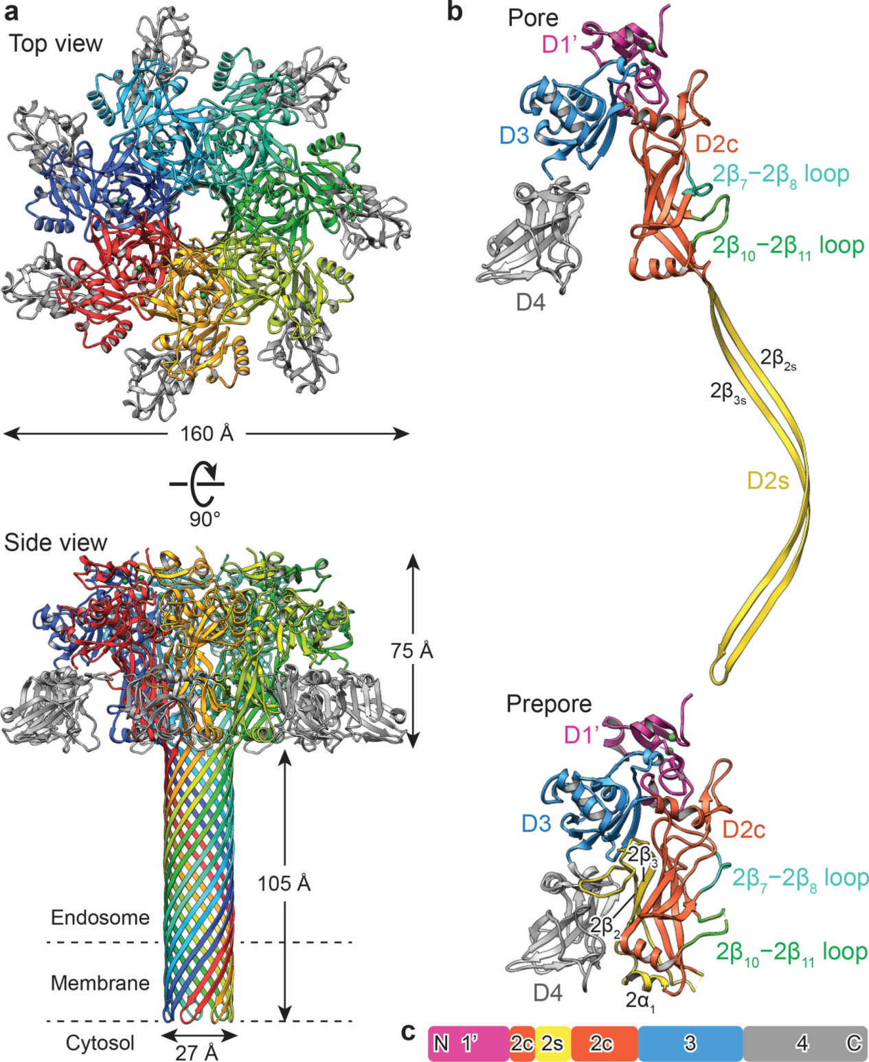 The protective antigen PA The protective antigen PA