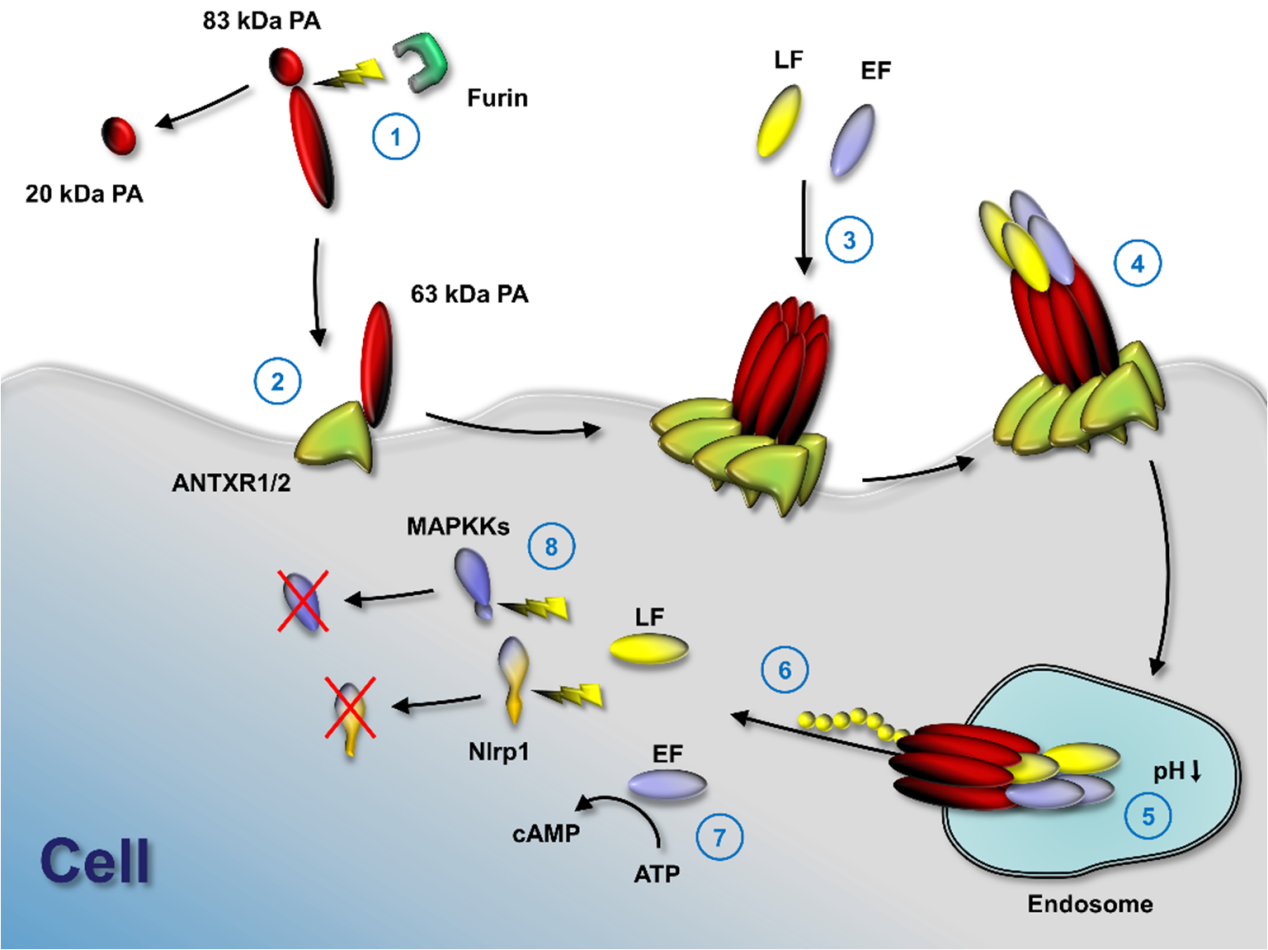 The protective antigen PA The protective antigen PA