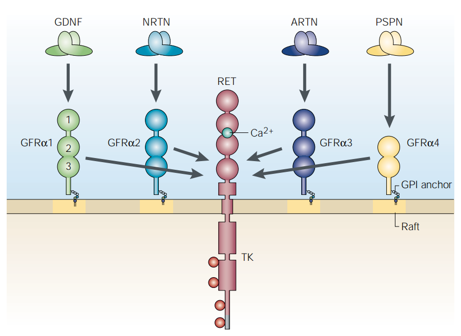 The therapeutic target of neuralgia GFRA3