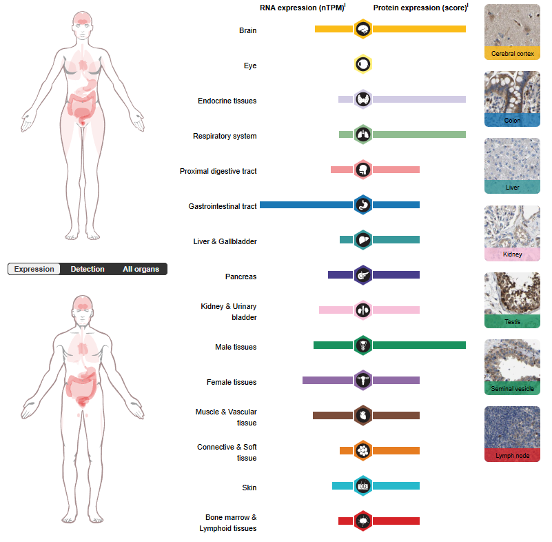 The therapeutic target of neuralgia GFRA3