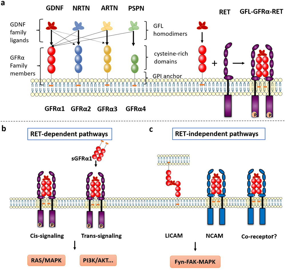 The therapeutic target of neuralgia GFRA3
