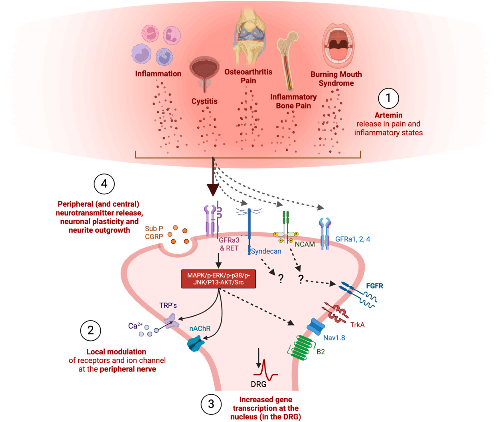 The therapeutic target of neuralgia GFRA3