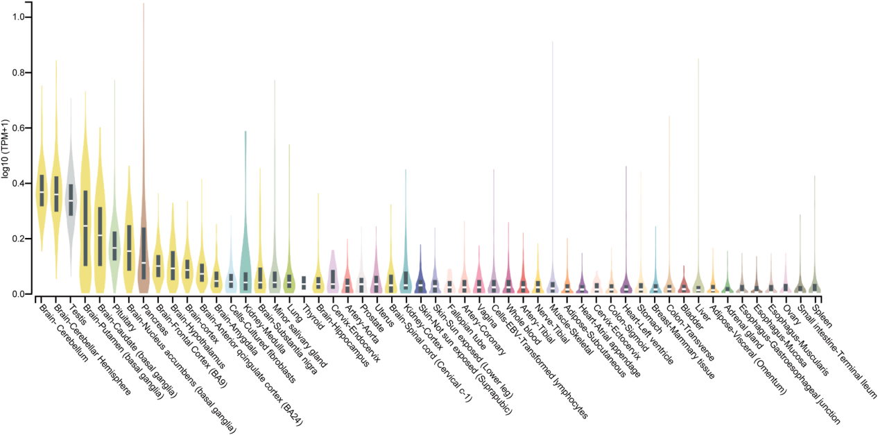 The tight junction protein CLDN6 The tight junction protein CLDN6