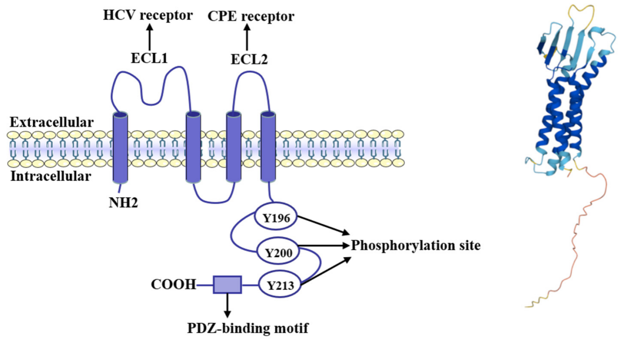 The tight junction protein CLDN6 The tight junction protein CLDN6