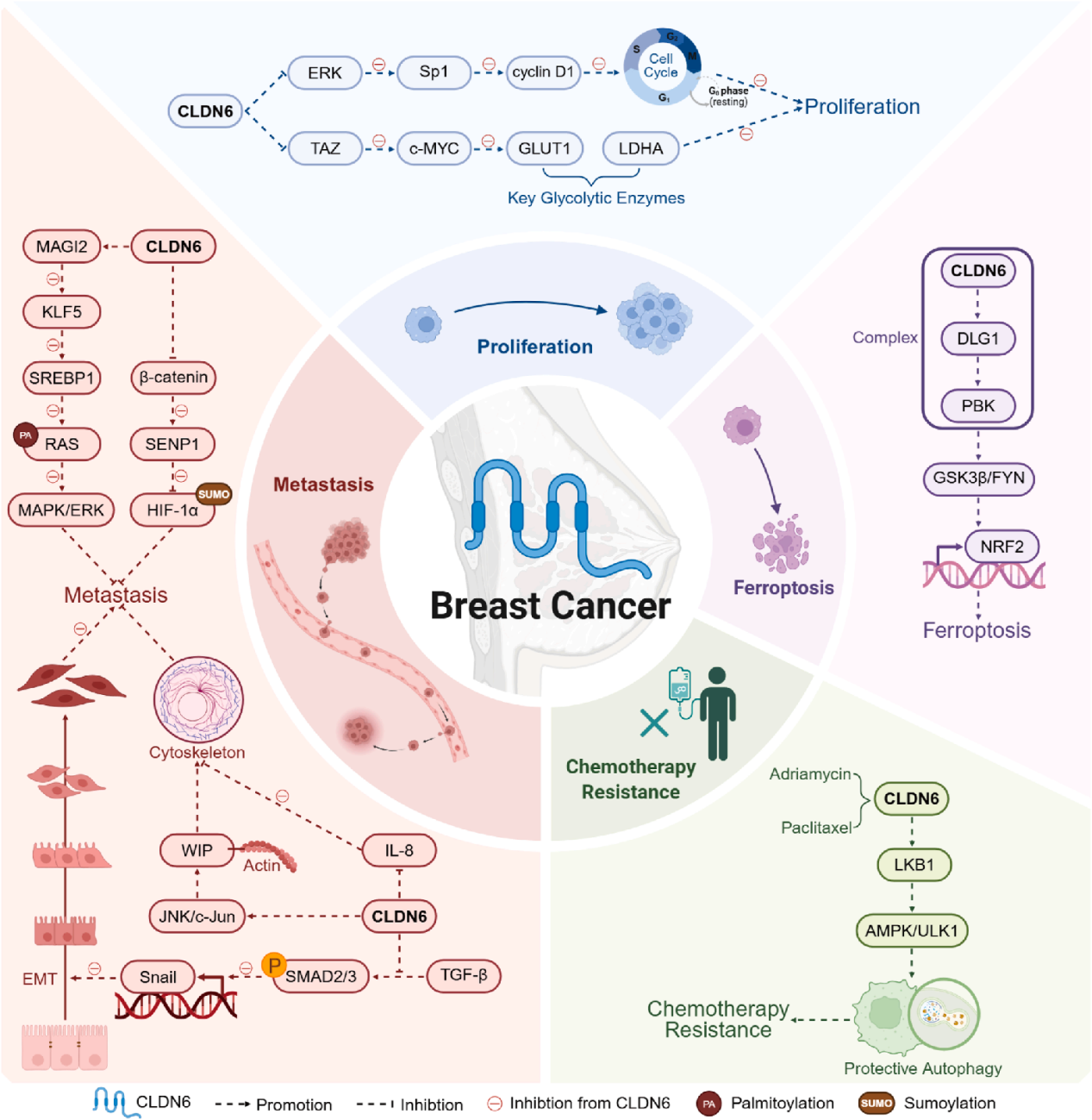 The tight junction protein CLDN6 The tight junction protein CLDN6