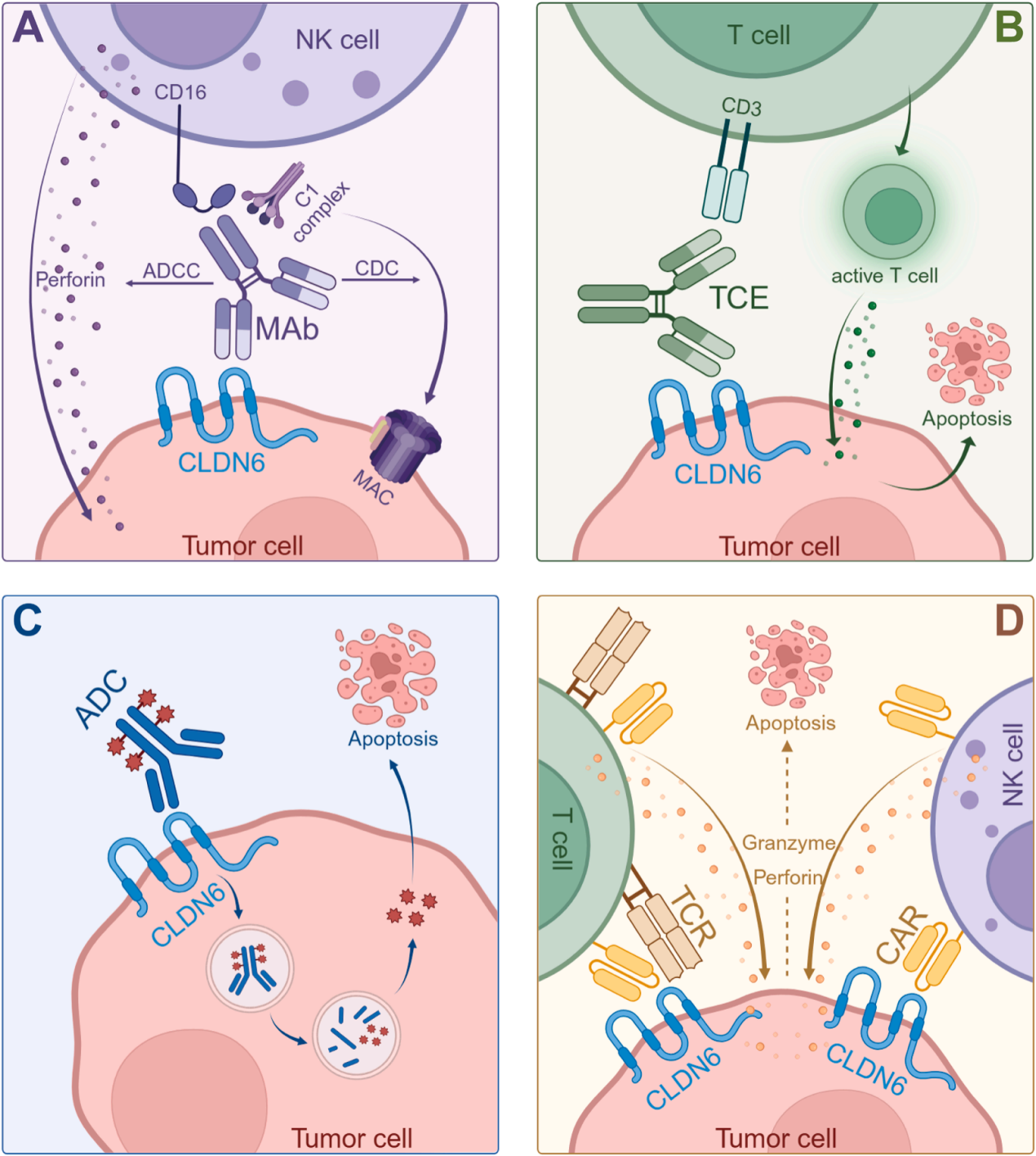 The tight junction protein CLDN6 The tight junction protein CLDN6
