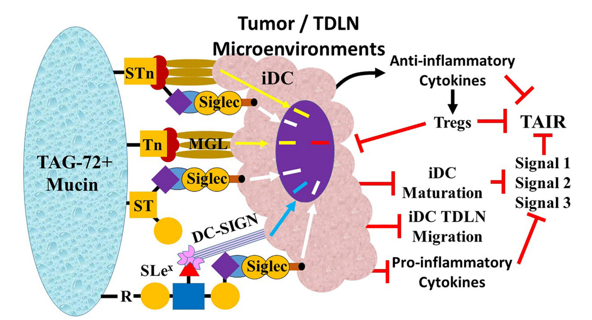 The tumor associated glycoprotein TAG-72 The tumor associated glycoprotein TAG-72