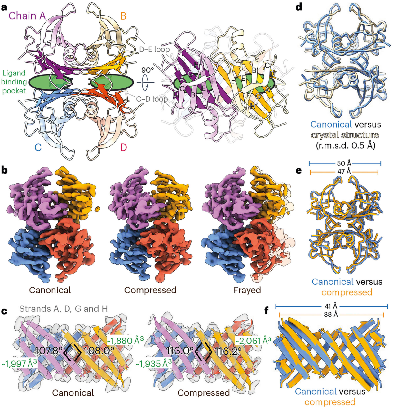 Transthyretin protein TTR Transthyretin protein TTR