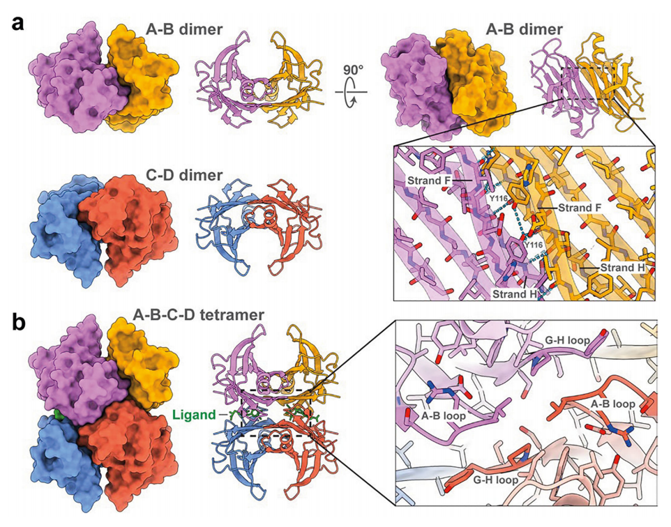 Transthyretin protein TTR Transthyretin protein TTR
