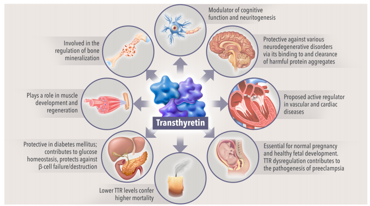 Transthyretin protein TTR Transthyretin protein TTR