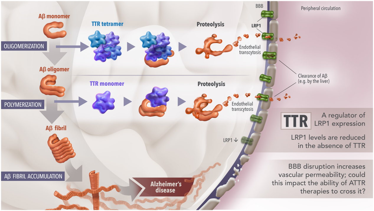 Transthyretin protein TTR Transthyretin protein TTR