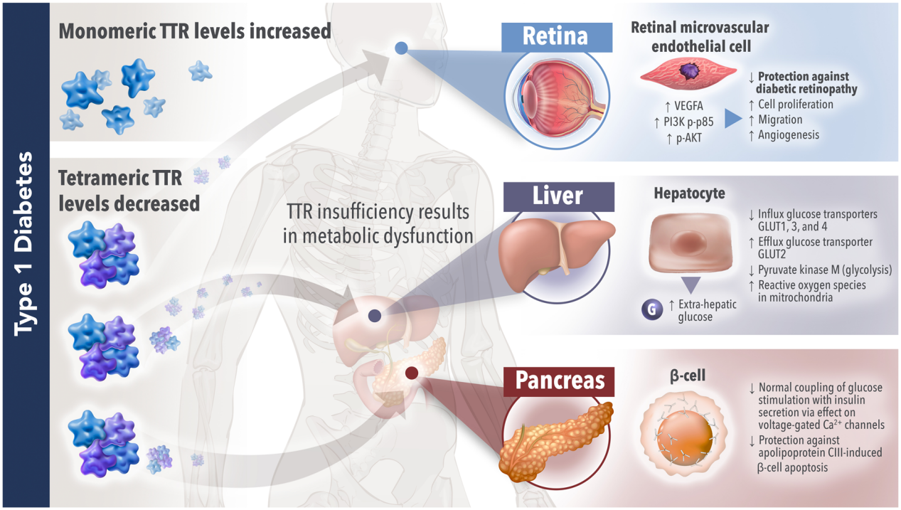 Transthyretin protein TTR Transthyretin protein TTR