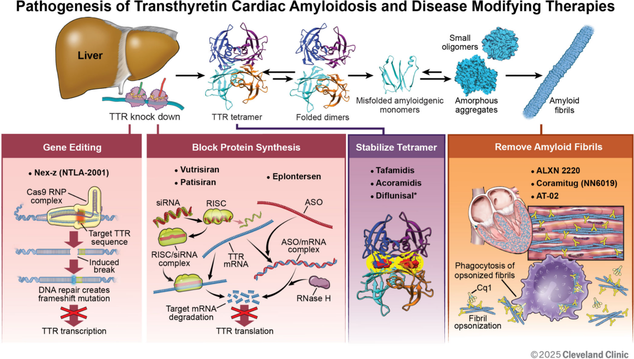 Transthyretin protein TTR Transthyretin protein TTR