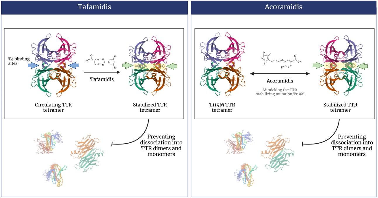 Transthyretin protein TTR Transthyretin protein TTR