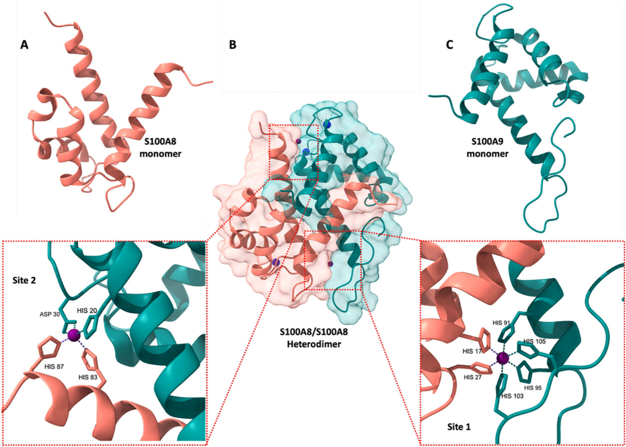 Tumor microenvironment proinflammatory factors S100A8-S100A9