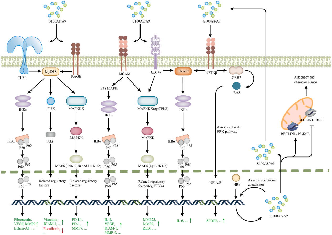 Tumor microenvironment proinflammatory factors S100A8-S100A9