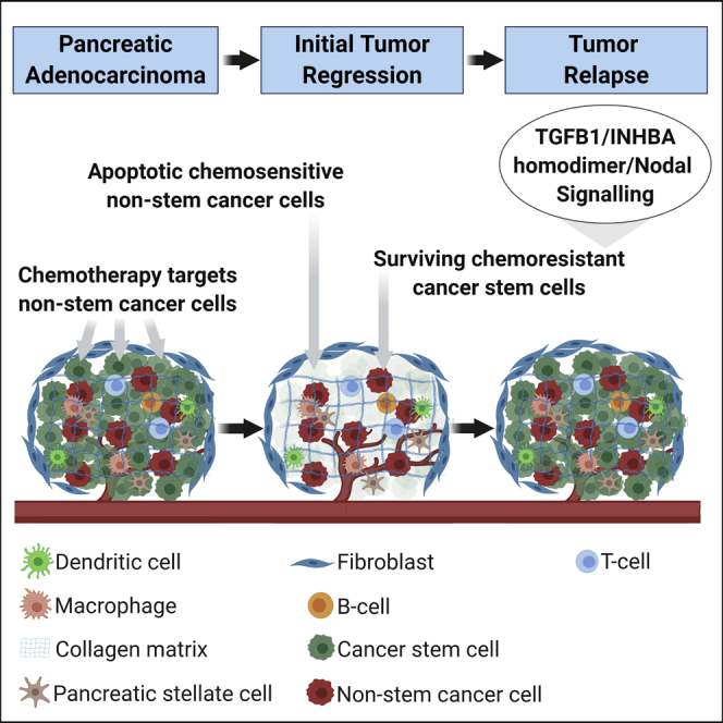 Tumor microenvironment regulatory factor INHBA