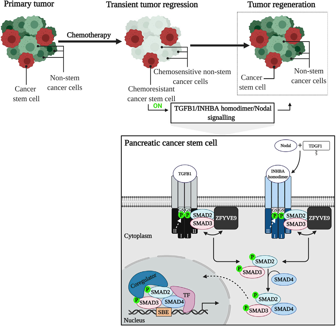 Tumor microenvironment regulatory factor INHBA