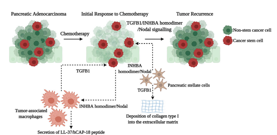Tumor microenvironment regulatory factor INHBA