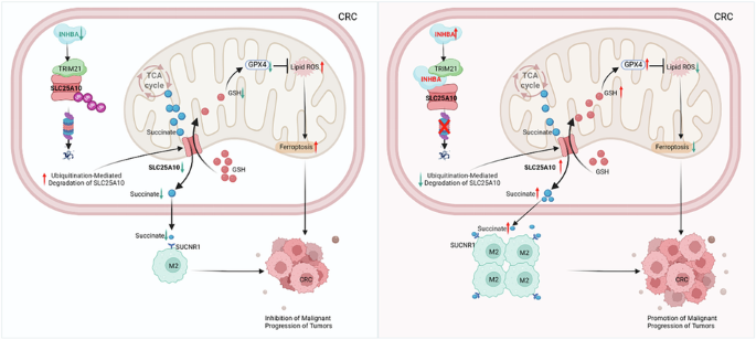 Tumor microenvironment regulatory factor INHBA