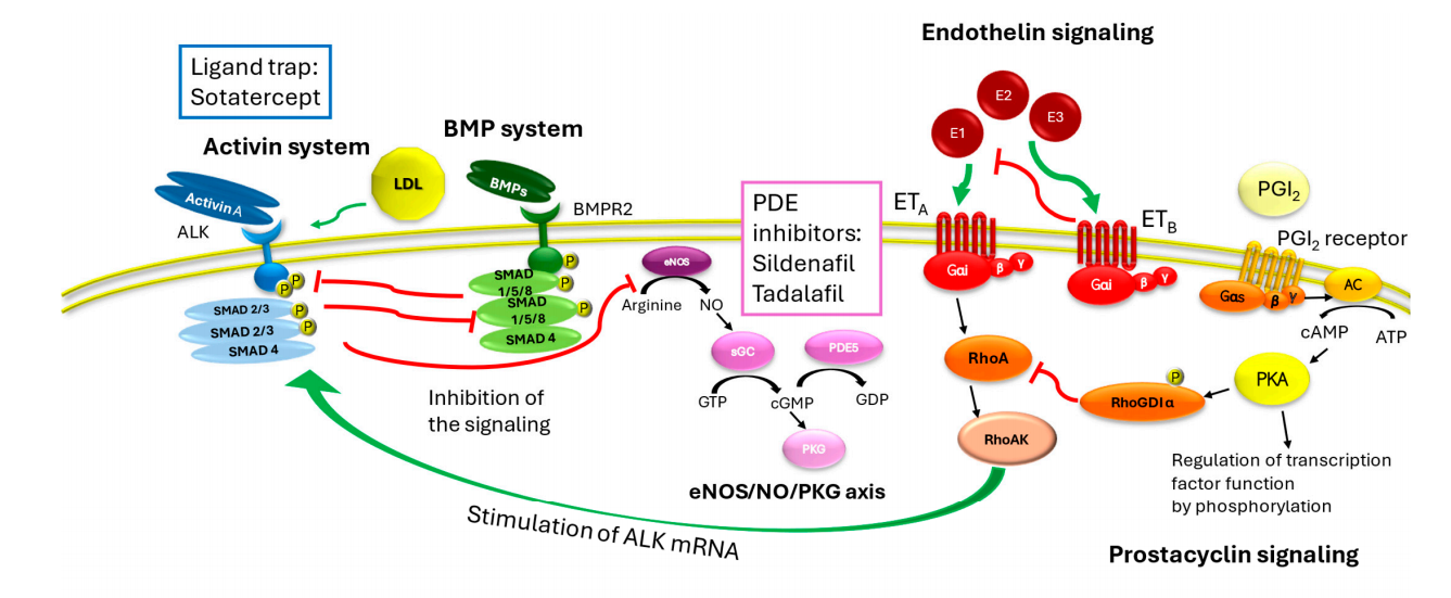 Tumor microenvironment regulatory factor INHBA