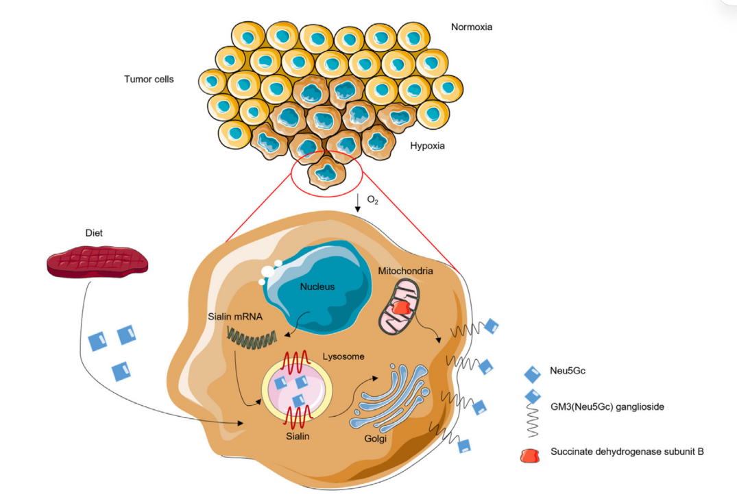 Tumor specific glycolipid antigen NeuGcGM3 Tumor specific glycolipid antigen NeuGcGM3