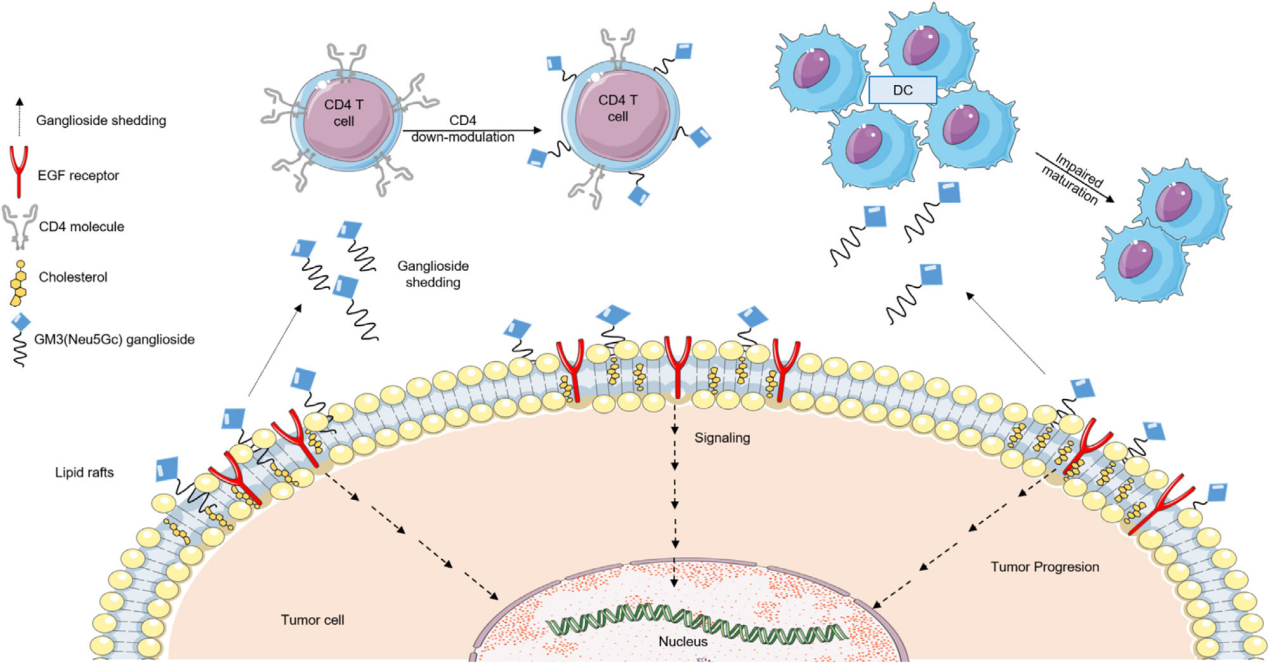 Tumor specific glycolipid antigen NeuGcGM3 Tumor specific glycolipid antigen NeuGcGM3