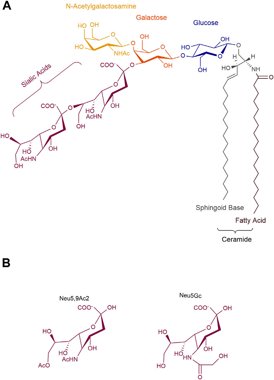 Tumor treatment target Ganglioside GD2