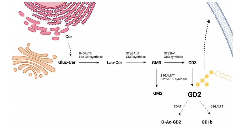 Tumor treatment target Ganglioside GD2