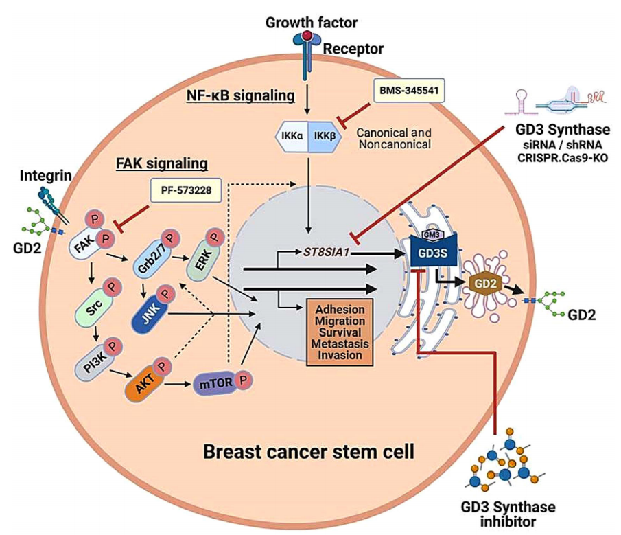 Tumor treatment target Ganglioside GD2