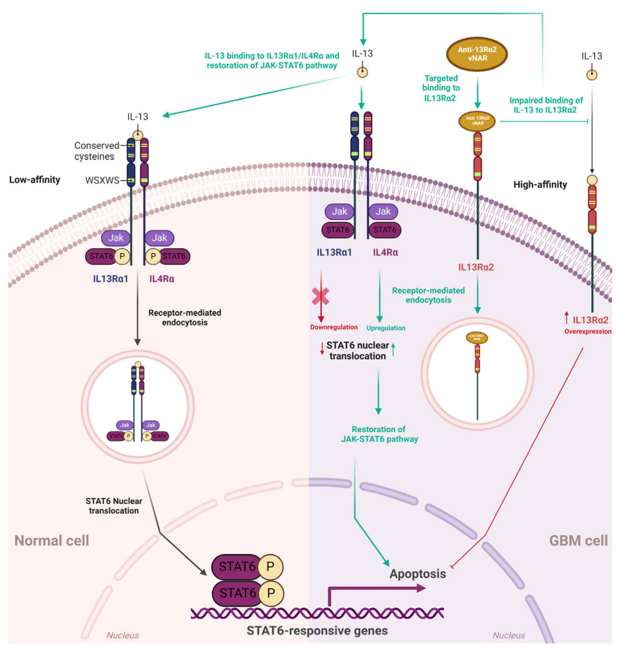 Type 2 inflammation co-receptor IL13RA1 Type 2 inflammation co-receptor IL13RA1