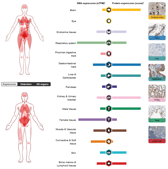 Vascular development regulatory factor ACVRL1