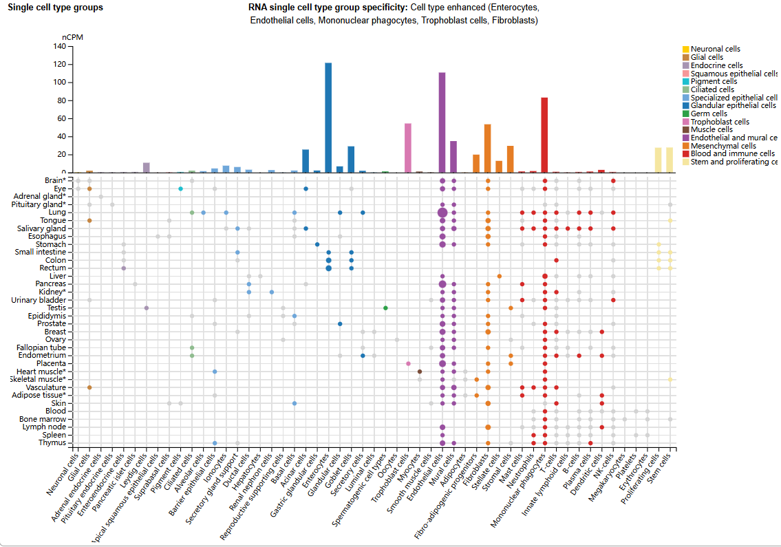 Vascular development regulatory factor ACVRL1