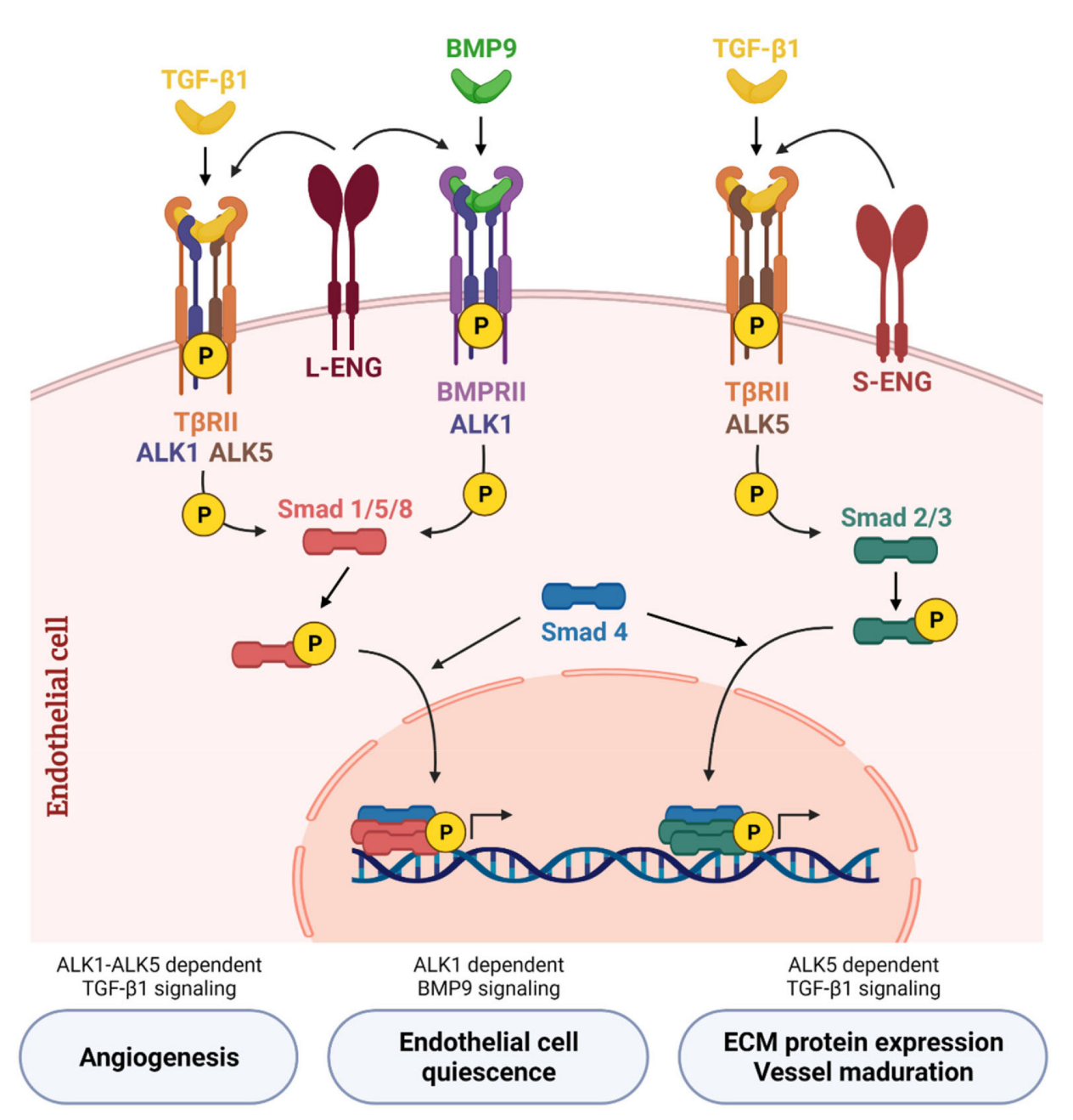 Vascular development regulatory factor ACVRL1