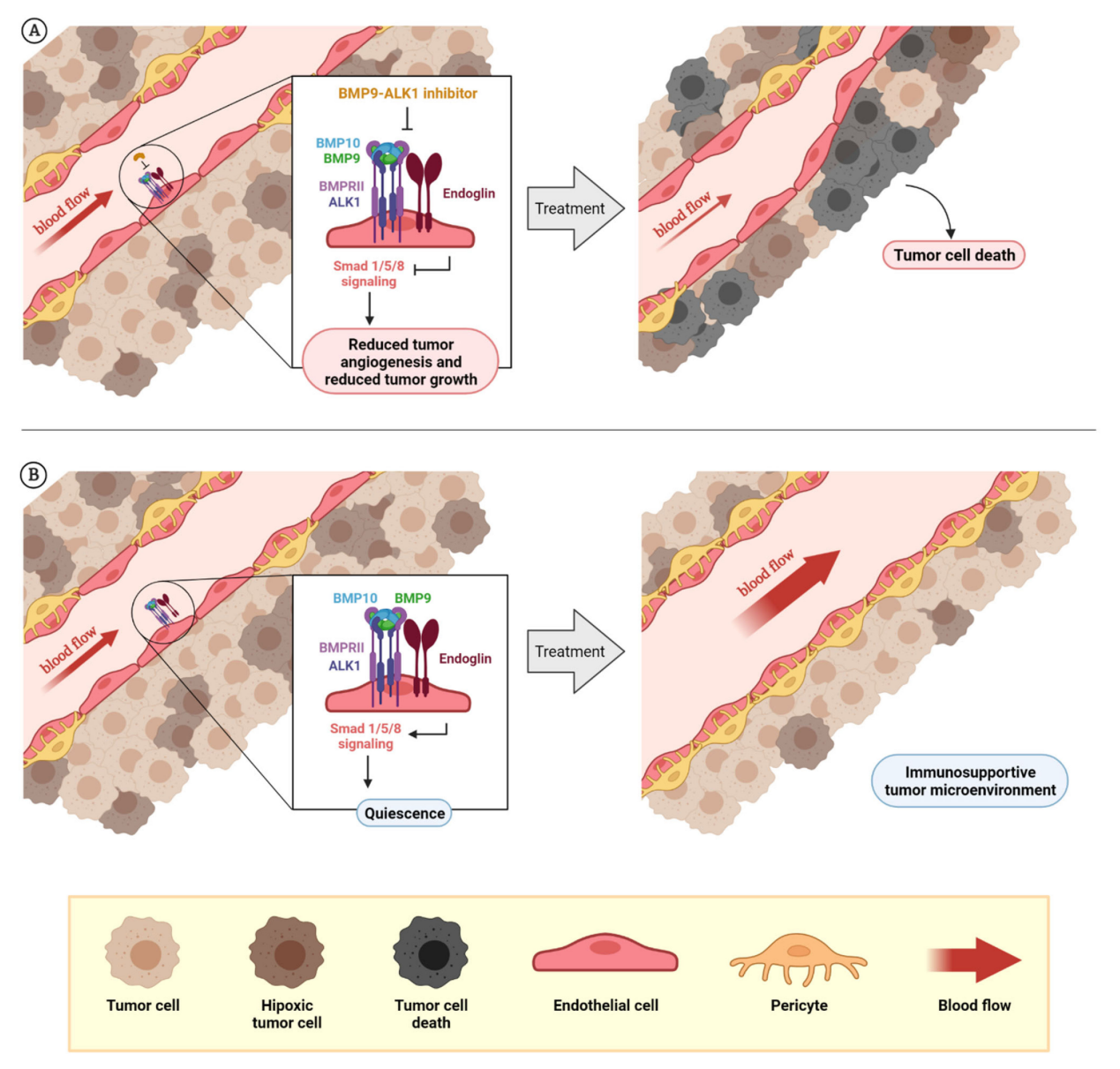 Vascular development regulatory factor ACVRL1