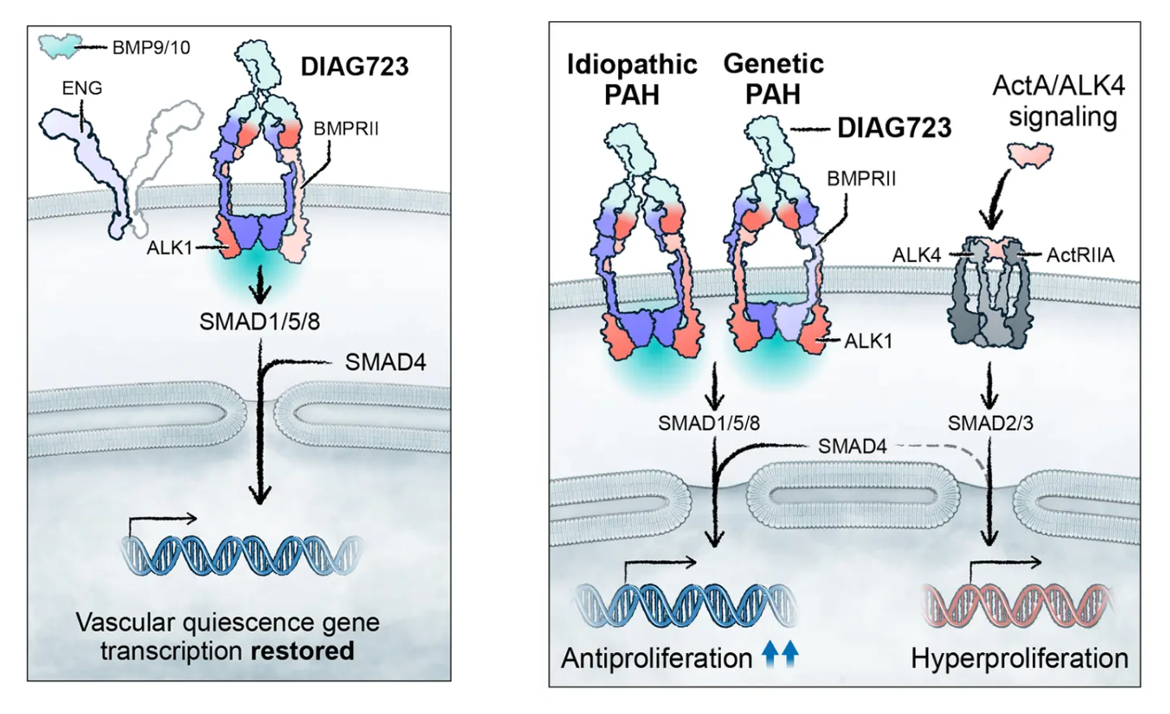 Vascular development regulatory factor ACVRL1