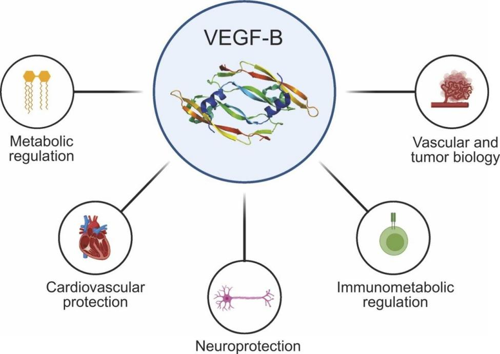 Vascular endothelial growth factor VEGFB